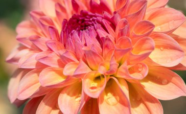 Sabah çiğ damlaları ile renkli yıldız çiçeği