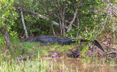 Everglades Ulusal Parkı, Florida, ABD