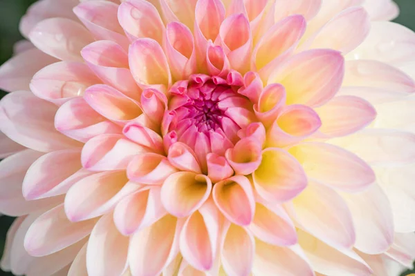 Барвиста Квітка Далії Ранковими Краплями Роси — стокове фото