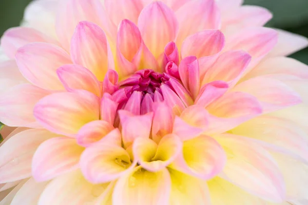 Барвиста Квітка Далії Ранковими Краплями Роси — стокове фото