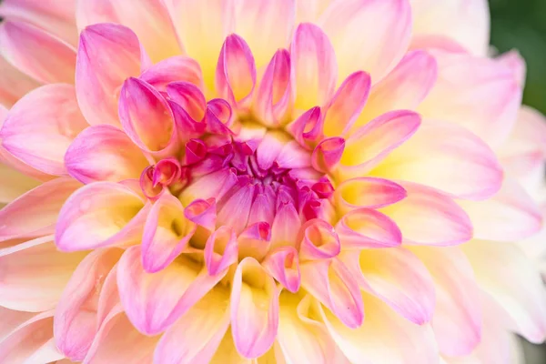 Colorful Dahlia Flower Morning Dew Drops Stock Photo