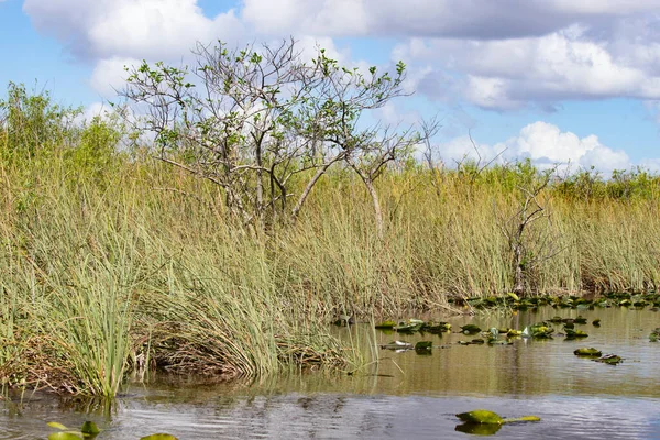 Nationalparken Everglades Florida Usa Royaltyfria Stockfoton
