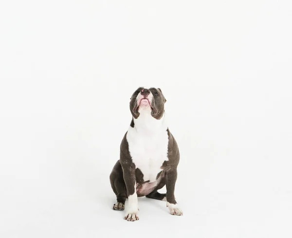 ピットブルドッグが横に座って白い背景に座っています 上を見上げる犬 — ストック写真