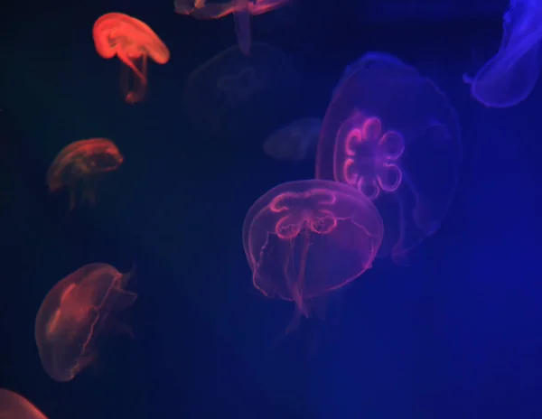 Jellyfish with blue neon glow light effect in sea aquarium, close up