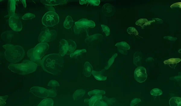 水母在水族馆内有绿色霓虹灯发光效果 — 图库照片