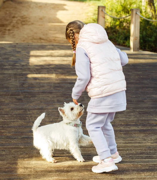 Ein Mädchen Mit Zöpfen Spielt Mit Einem Kleinen Weißen Hund — Stockfoto