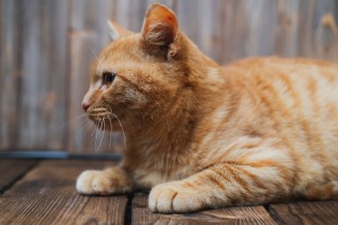 Şirin, genç, kırmızı kedi kahverengi ahşap arka planda oturuyor. Yaklaş.