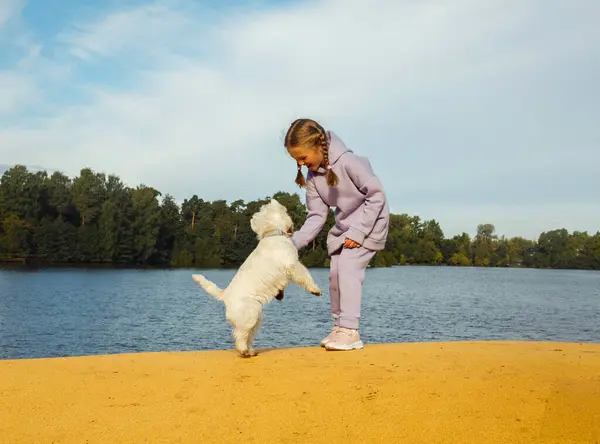 Seven Year Old Girl Pigtails Plays West Highland White Terrier — Stockfoto