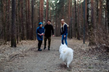 İki genç kadın ve bir adam bahar parkında Samoyed köpeğiyle frizbi oynuyorlar..