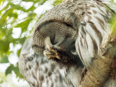 Büyük gri baykuş (Strix nebulosa), Büyük gri baykuş olarak da bilinir. Kapat..