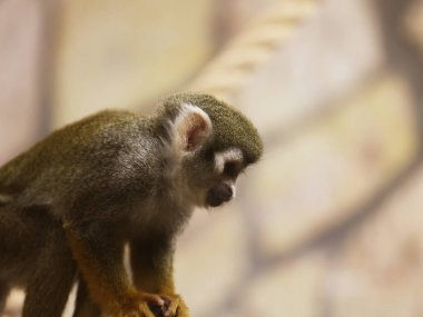 Orta Amerika sincap maymunu. Yaklaş..