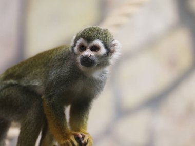 Hayvanat bahçesindeki maymun. Orta Amerika sincap maymunu. Yaklaş..