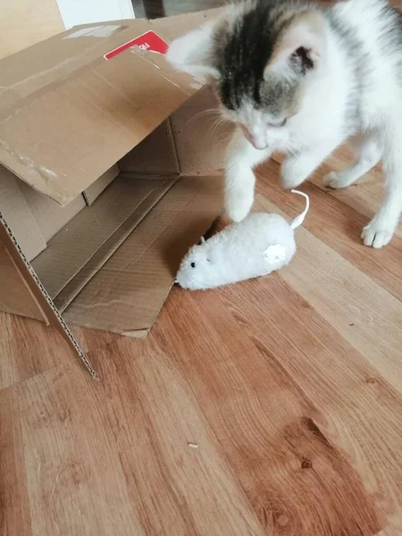 Μικρό Γατάκι Παίζει Ένα Ποντίκι — Φωτογραφία Αρχείου