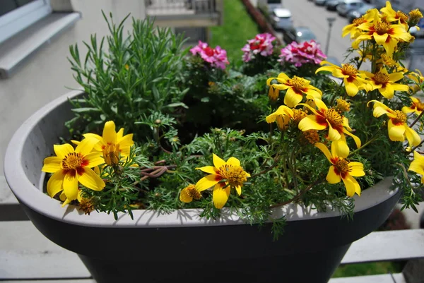 Fleurs Décoratives Dans Pot Sur Balcon — Photo