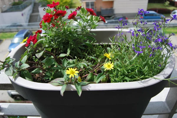 Fleurs Décoratives Dans Pot Sur Balcon — Photo