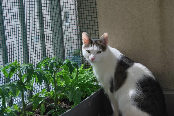 Cat Tomatoes Pot Balcony — Stock Photo, Image