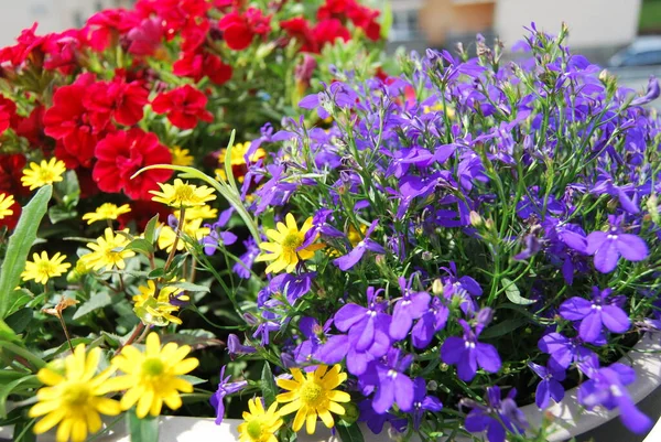 Květinová Dekorace Balkónové Krabici — Stock fotografie