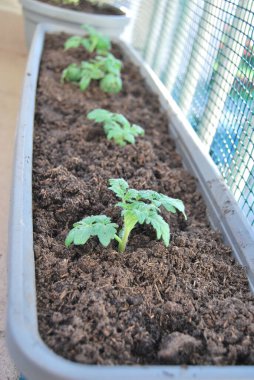 Balkondaki tencerede domatesler