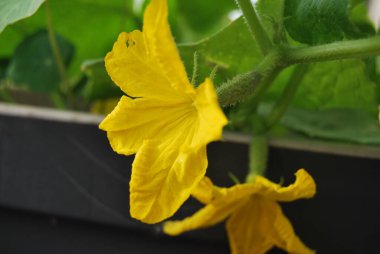 Balkon kutusunda çiçek açan salatalıklar.