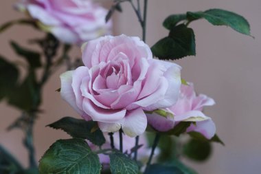 Açık pembe bir gül