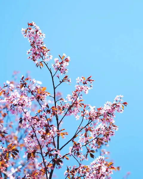 İlkbaharda açan kiraz ağacı 