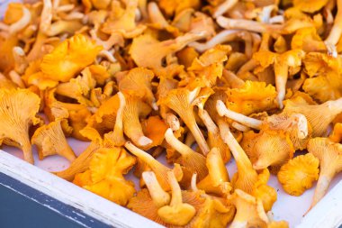 Masada taze sarı mantarlar.