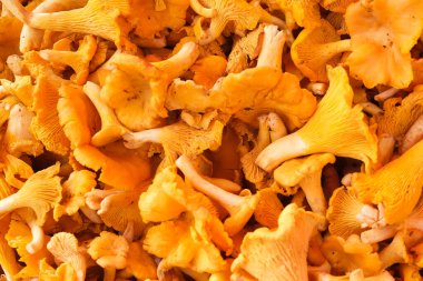 Taze ve sarı mantar.