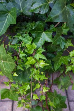 Yeşil yapraklı Ivy bitkisi