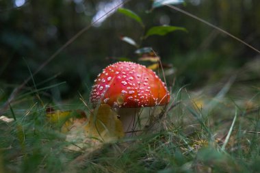 Ormanda tarım mantarı uçur