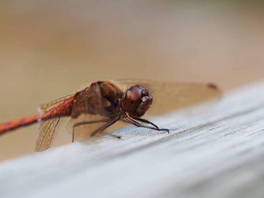 Tahtada kırmızı bir yusufçuk