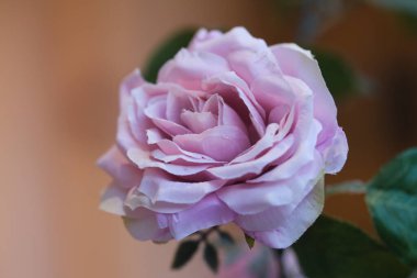 Pembe bir gül çiçeği