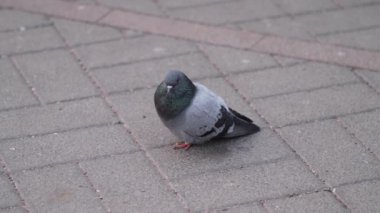 Yerde bir güvercin 