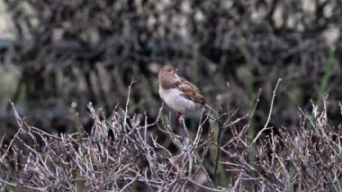 Çalılıklarda küçük bir serçe 