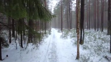 Kışın bir ormanda yürürken