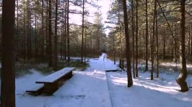 Finlandiya 'da kışın ormanda dolaşmak 