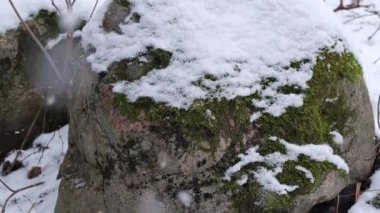 Ormandaki bir kayaya kar yağıyor.