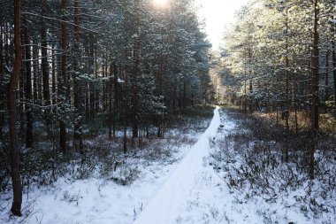 Kışın orman yolu karla kaplı.