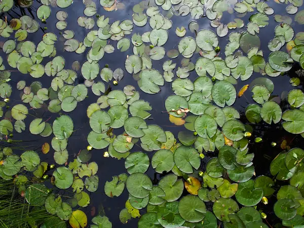 Nilüfer yaprakları gölde