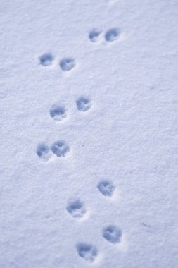 Kışın karda köpek izleri