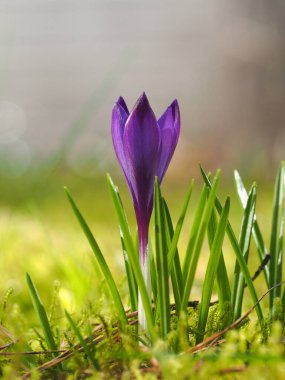 İlkbaharda çimenli Crocus çiçeği