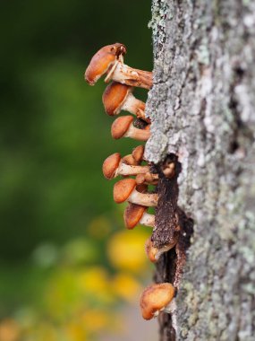 Ormandaki ağaçtaki mantarlar