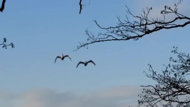 Baharda uçan kuğular 