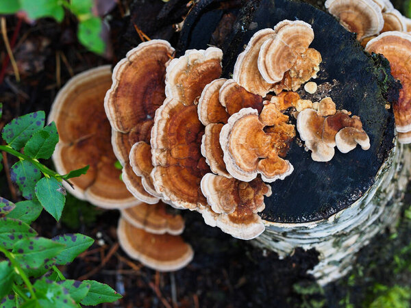 Mushrooms growing on a tree trunk