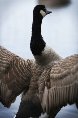 Kanada Kaz 'ı kanatlarını açıyor