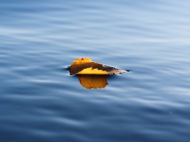 Su yüzeyinde sonbahar