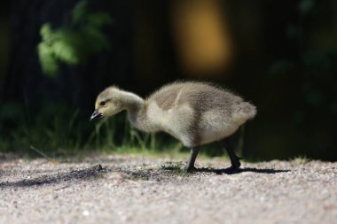 Etrafta dolaşan genç bir ödlek