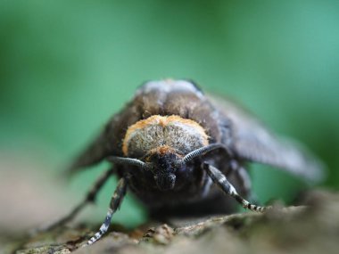 Yerdeki bir güve başı.