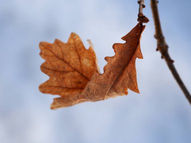 Sonbaharda bir dalda meşe yaprağı