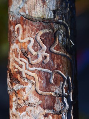 Ağaç solucanı istilası