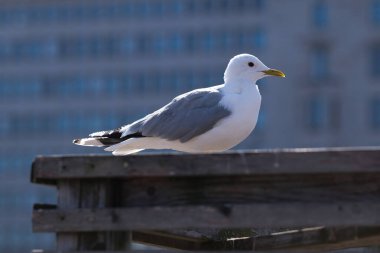bir çatıda oturan martı
